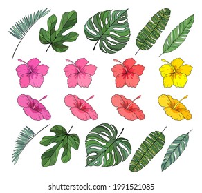 Vector realistic illustration set of tropical leaves and flowers isolated on white background. Highly detailed colorful plant collection. Botanical elements for banner, poster,card