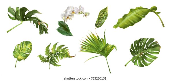 Vector realistic illustration set of tropical leaves and flowers isolated on white background. Highly detailed colorful plant collection. Botanical elements for cosmetics, spa, beauty care products