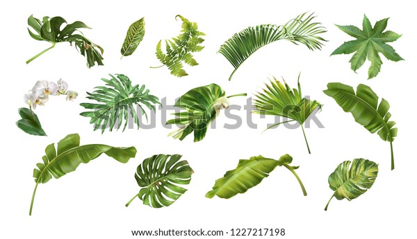 白い背景に熱帯の葉と花のベクター画像のリアルなイラストセット 非常に詳細なカラフルな植物のコレクション 化粧品 温泉 美容用品の植物成分 のベクター画像素材 ロイヤリティフリー