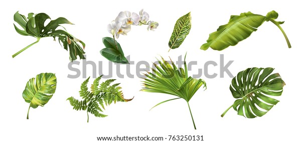 白い背景に熱帯の葉と花のベクター画像のリアルなイラストセット 非常に詳細なカラフルな植物のコレクション 化粧品 温泉 美容用品の植物成分 のベクター画像素材 ロイヤリティフリー