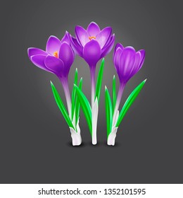 Vector realistic illustration of three crocus flowers isolated