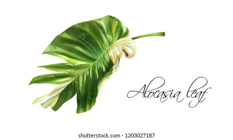 Vector realistic illustration of tropical alocasia leaf isolated on white background. Exotic design element for cosmetics, spa, perfume, fashion. Can be used as hawaiian style design element