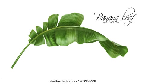 Vector realistic illustration of tropical banana leaf isolated on white background. Exotic design element for cosmetics, spa, perfume, fashion. Can be used as hawaiian style design element