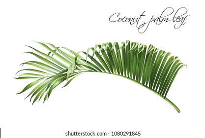 Vector realistic illustration of tropical coconut leaf isolated on white background. Exotic design element for cosmetics, spa, perfume, fashion. Can be used as hawaiian style design element