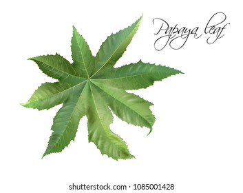 Vector realistic illustration of tropical papaya leaf isolated on white background. Exotic design element for cosmetics, spa, perfume, fashion. Can be used as hawaiian style design element