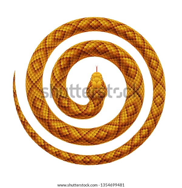 熱帯の蛇が渦巻き状に曲がったベクター画像のリアルなイラスト 白い背景にヘビが中央に頭を巻いている のベクター画像素材 ロイヤリティフリー