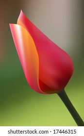Vector - Realistic illustration of a tulip. Contains gradient mesh.