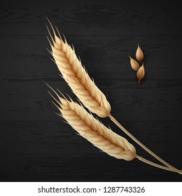 Vector realistic illustration of two ripe wheat ears, dried whole grains isolated on black wooden table, top view