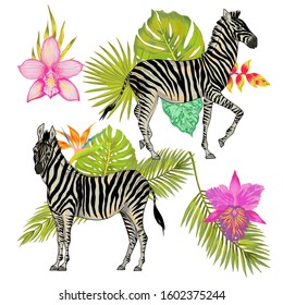 Vector realistic illustration of two zebra with tropical background. Areca palm leaves, orchid flower, heliconia flower