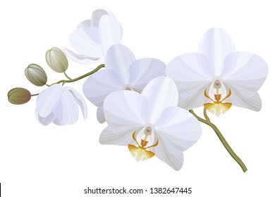 Vector realistic illustration of white orchid flowers on white background