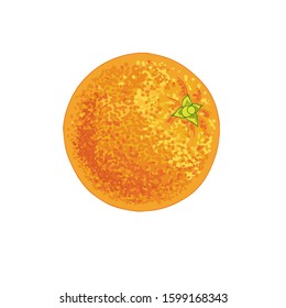 Vector realistic illustrations of oranges fruit.