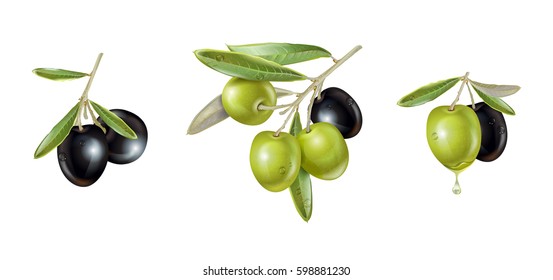 Vector realistic illustrations set of black and green olive branches isolated on white background. Design for olives, olive oil, natural cosmetics, health care products,homeopathy. With place for text