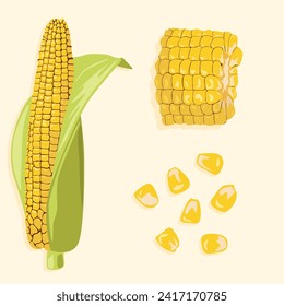 Vector realistic image of corn with leaves and its separate parts