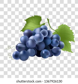 Vector realistic image of fruit. Vector illustration of natural products. Blue grapes on a light background.