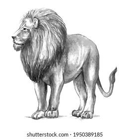 vector realistic image of lion, pencil drawing, king of beasts