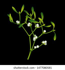 Vector realistic image of mistletoe white. Set of hand drawn mistletoe branches and berries.
Vector illustration sketch on a black background for a greeting card. Vector graphics.