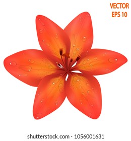 Vector realistic image of an orange lily flower after a rain. Orange tiger lily with drops of dew on petals. Image for the design of printed products, packages of seeds. Vector EPS 10.