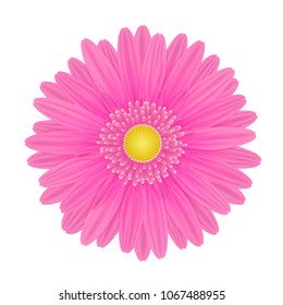 Vector realistic image of a pink gerbera flower. Gerbera with pink petals and yellow center. Picture for botany, biology, floristics. Vector EPS 10 illustration.