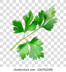 Vector realistic image of plants. Vector illustration of natural products. Parsley leaves on a light background.