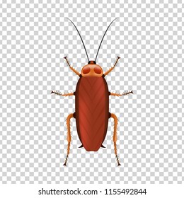 Vector realistic isolated cockroach for decoration and covering on the transparent background. Concept of insect danger and disinsection.