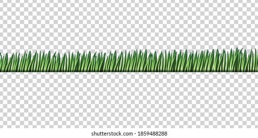 Vector realistic isolated grass for template decoration on the transparent background.