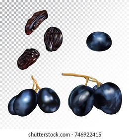 Vector realistic isolated illustration of grape and raisins. Sweet dryed fruits and organic dessert for health. Agricultural organic grapes on a transparent background.