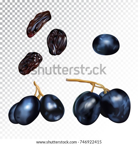 Vector realistic isolated illustration of grape and raisins. Sweet dryed fruits and organic dessert for health. Agricultural organic grapes on a transparent background.