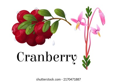 Vector realistic isolated illustration of scheme branch with juicy red berries and sprout with flower. Text name shrub. Concept botany, plant, berry, food, fruit. You can use in web design, card, etc.