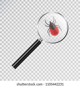 Vector realistic isolated ixodes tick insect with magnifier glass for decoration and covering on the transparent background. Concept of mite danger, disease and encephalitis precaution.