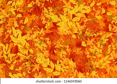 Vector realistic isolated red, yellow and orange maple and oak falling leaves seamless pattern for decoration and covering. Concept of Happy Autumn.