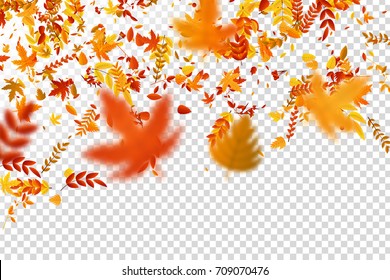 Vector realistic isolated red, yellow and orange maple and oak falling leaves confetti for decoration and covering on the transparent background. Concept of Happy Autumn.