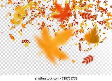 Vector realistic isolated red, yellow and orange maple and oak falling leaves confetti for decoration and covering on the transparent background. Concept of Happy Autumn.