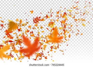 Vector realistic isolated red, yellow and orange maple and oak falling leaves confetti for decoration and covering on the transparent background. Concept of Happy Autumn.