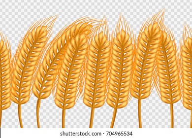 Vector realistic isolated seamless pattern of wheat on the transparent background. Concept of bakery, autumn season, organic food and harvest.