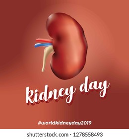 vector realistic kidney day