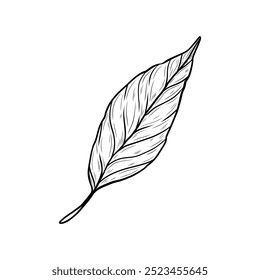 Vector realistic leaf. Hand drawn graphic, botanical illustration. Tea leaf. Black and white drawing of a single element.