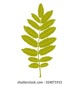 Vector realistic leaf. Nature element for background or design