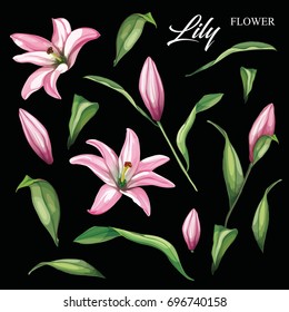 vector realistic lily flower blossom opened and closed with leaves and steam set. illustration on a black background. Floral design object set