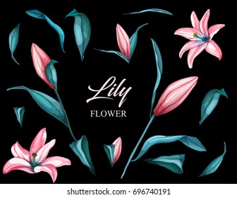 vector realistic lily flower blossom opened and closed with leaves and steam set. illustration on a black background. Floral design object set