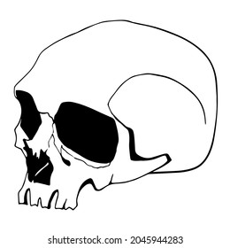 vector vector realistic line art freehand drawing of a human skull isolated on white background. useful for Halloween product design, postcards, print, tattoo, poster, web ele