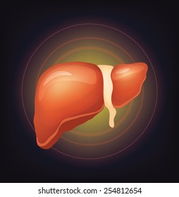 Vector realistic liver illustration