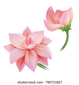 Vector realistic lotos, cherry, sakura peony, apple tree flower blooming and closed. Pink floral, natural symbol of spring, valentine, women day, lightness. Isolated illustration white background