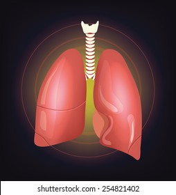 Vector realistic lungs illustration