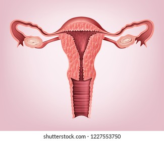 Vector realistic medical illustration of healthy female reproductive system with the uterus and the ovaries isolated on background, frontal view in a cut
