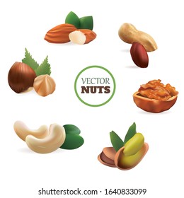 Vector Realistic Nuts Isolated on white
