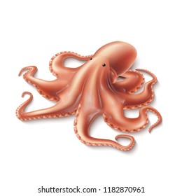 Vector realistic octopus. Hand drawn marine animal with tentacles. Ocean wildlife delicacy food, underwater aquatic squid. Invertebrate wildlife mollusk, seafood for restaurant, cafe menu