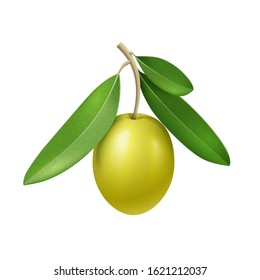 Vector realistic olive branch with green olive fruit, leaves isolated on white background, package design template