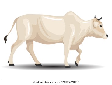 vector realistic ongole cattle. vector of cattle breeds collection