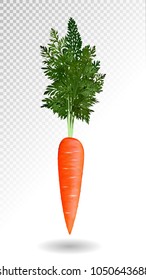 Vector realistic orange carrot isolated on tranparent background, Vegetable 3d vector illustration