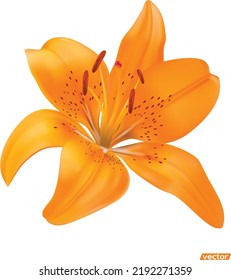 Vector realistic orange lily on a white background, orange lily flowers. Vector flat style, cartoon illustration.